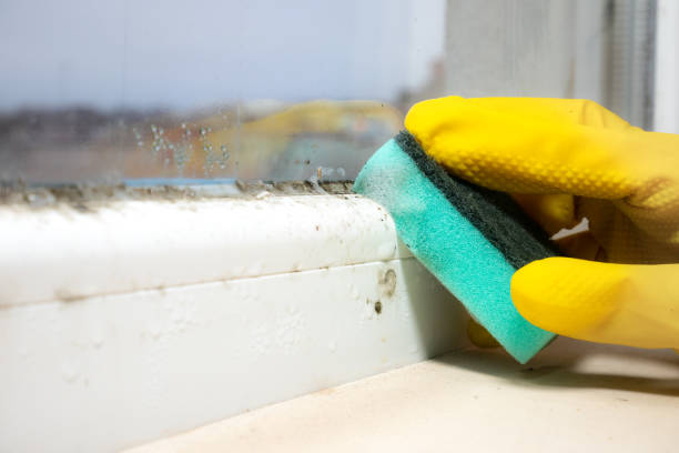 Best Residential Mold Remediation in Wading River, NY