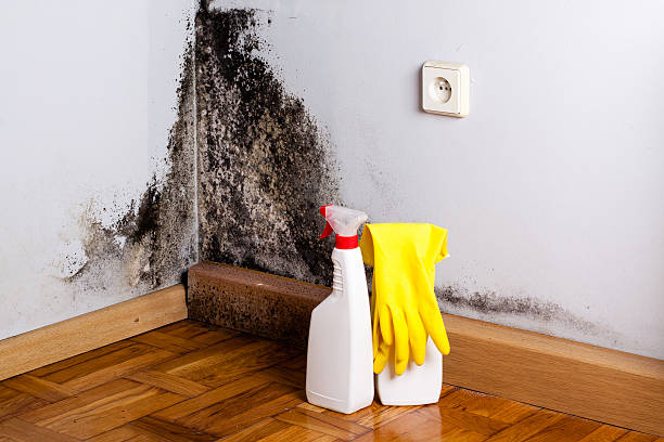 Professional Mold Remediation in Wading River, NY
